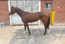 MA LOON QUEEN picture