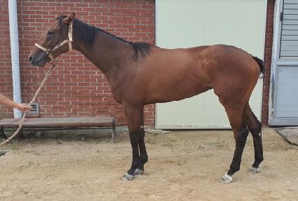 ���̵巡�� ����