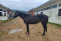 ��Ƽ�ε� (PARTY INDY) ����