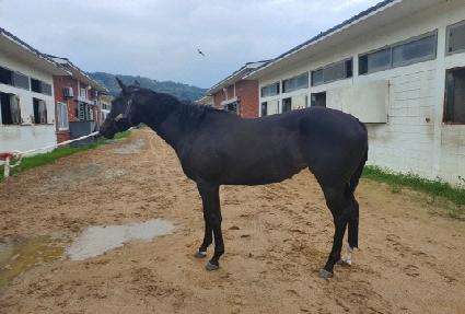 ��Ƽ�ε� ����