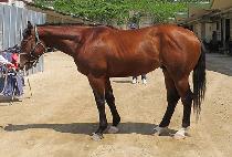 ũ��������ũ (CRAZY TANK) ����