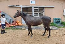 ����Ĺ (NAREUCAT) ����