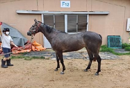 ����Ĺ ����