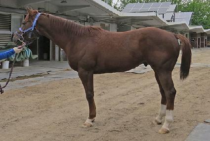 �ö��׽�Ƽ�� ����