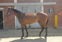 ���輨�� (STORM SHADOW) ����