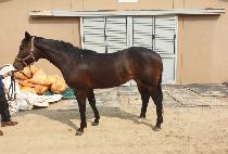 ���׷��� (BURNING RUNNER) ����