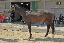 �������ε� (SUPREME ROAD) ����