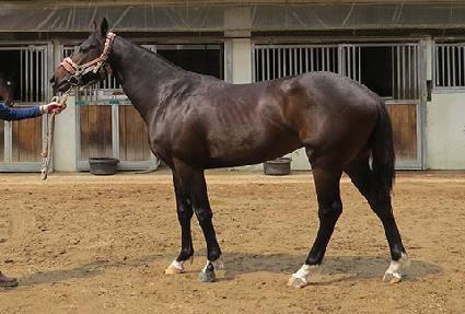 ��´�Ÿ�̰� ����