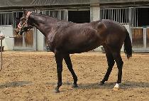 ��´��̾� (RAON DIA) ����