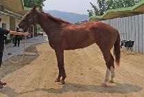 ��Ű�븮 (LUCKY BALLY) ����