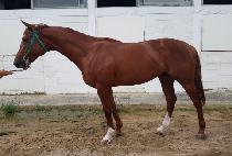 ����Ǯ����Ĺ (WONDERFUL BOBCAT) ����