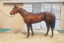 ��Ƶ� (TOP ADELE) ����