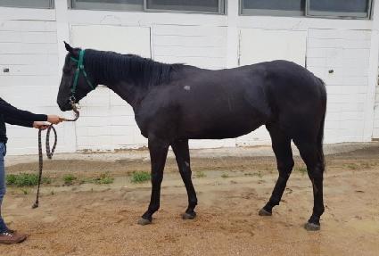 ����Ǯ���̰� ����