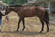 �����Ŀ� (MYEONGJIN POWER) ����