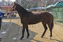 ����ĵ�� (MYEONGJIN CANDY) ����