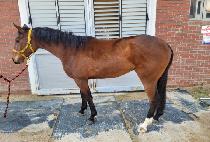 ������� (STORM BROWN) ����