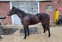 �����θǽ� (BLACK ROMANCE) ����