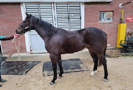 �����θǽ� ����