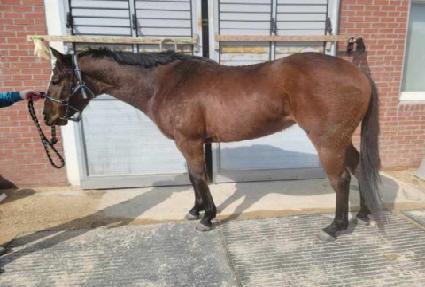 ���罺ī�� ����