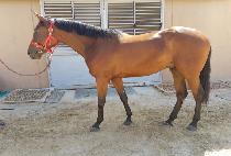 �Ƶ�ũ��� (ADELE CROWN) ����