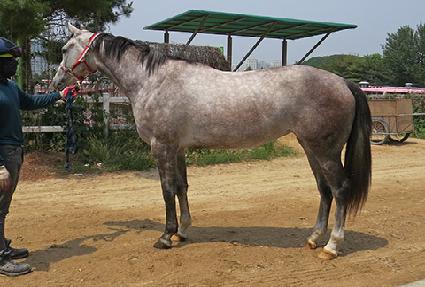 ����帲 ����