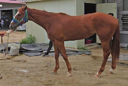 ���������� ����