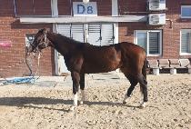 ���ǵ��ġ (SPEED MATCH) ����