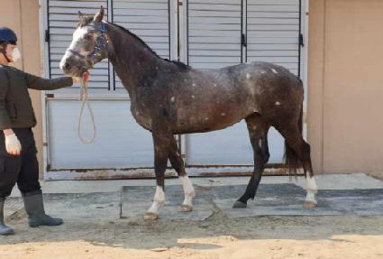 ������� ����