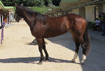 ������ (GOOD PURGE) ����