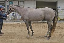 SILVER HAMPTON picture