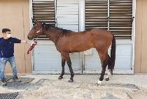 WINNER'S MAN picture