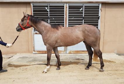 �»轺 ����