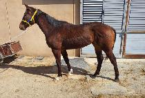 �����Ʈ (TOP MATE) ����