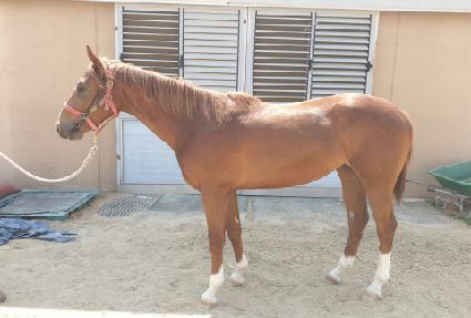 �Ҹ����� ����