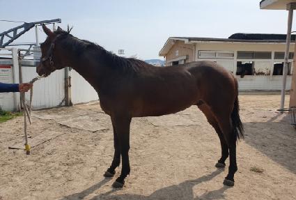 ���̸ս�ȭ ����