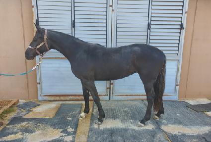 �÷����̺� ����