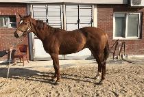 è�Ǿ�ô� (CHAMPION SIDAE) ����