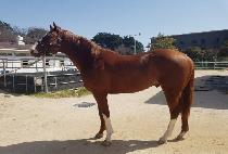 ǻ��ŷ (PURE KING) ����