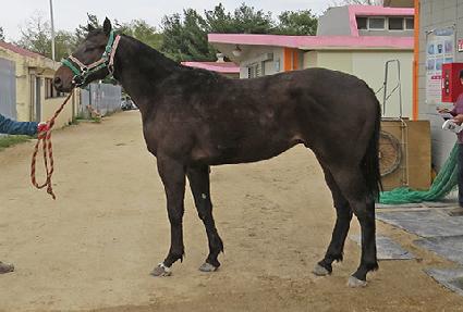 �ݾƽ�����Ʈ ����