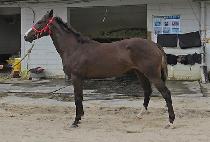 �ν�Ʈ�� (LOST WAR) ����