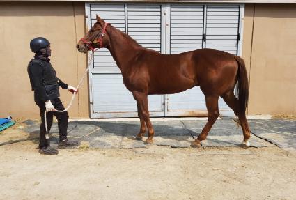 ���̾�ƮĮ ����