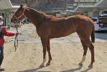 �������� (ENERGY QUEEN) ����