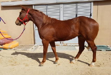 �ڸ���ī�Ŀ� ����