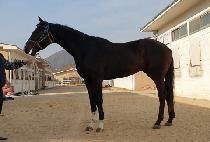 ������ (DANGDAE BLUE) ����