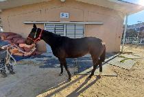 ĳġ����� (CATCH THE GOLD) ����