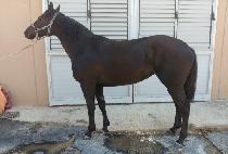 ���۷θ����� (NEW GLORY DAY) ����