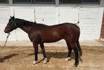 ����Ʈ������ (GALLANT WARRIOR) ����