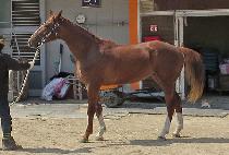 ���׺����̵� (VYING BLADE) ����