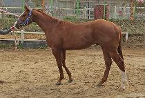 JANGSAN GUARD picture