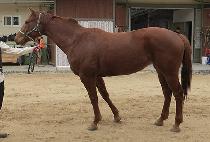 LUMINOUS QUEEN picture